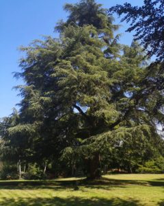 The Cedar of Lebanon